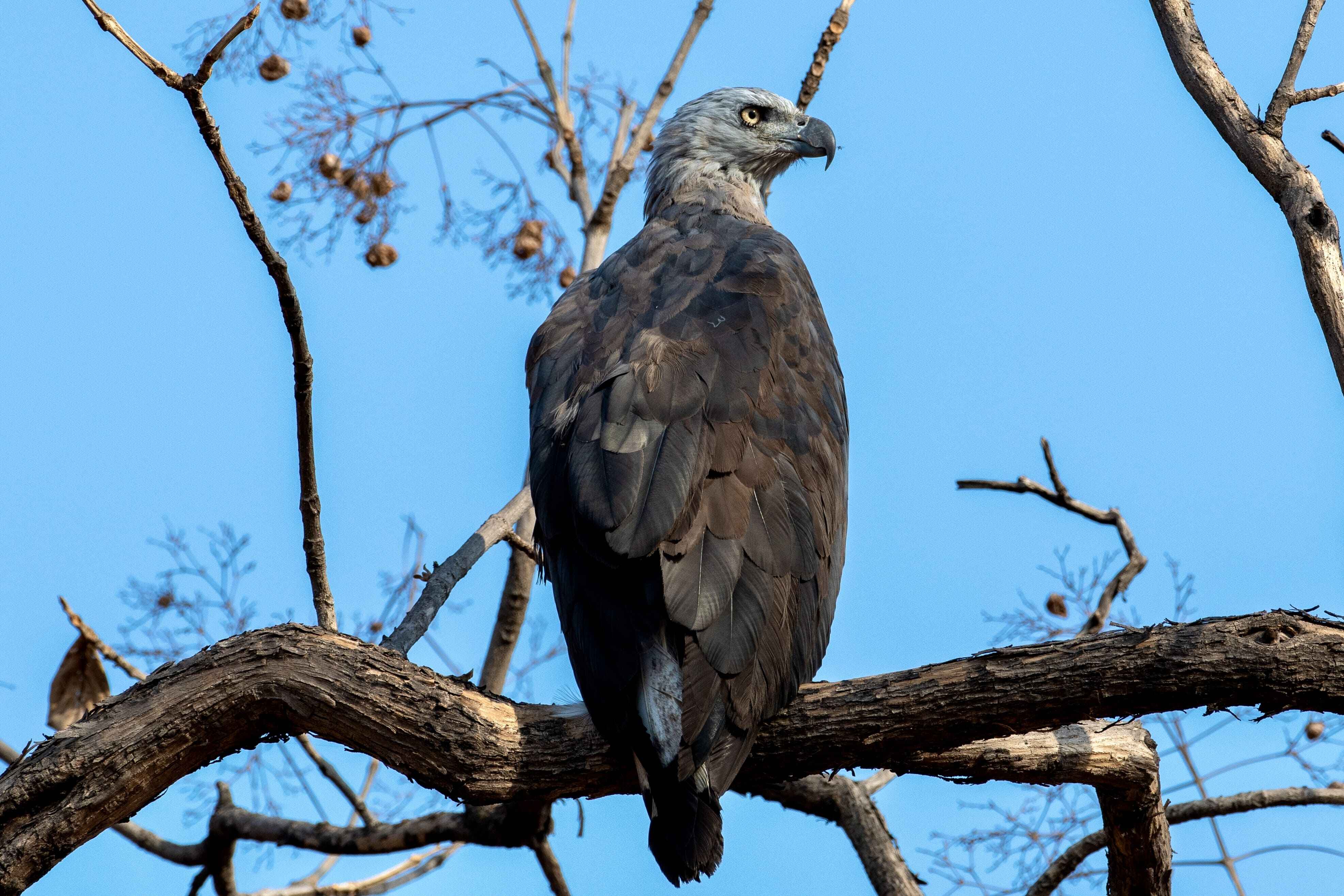 Grey Headed Fish Eagle